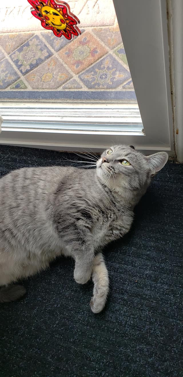 Pepperthe cat in Highlands Ranch. Cat sitter, Cat sitting, Pet sitter, Pet sitti