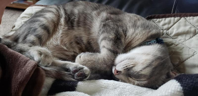 Nala the cat in Highlands Ranch. Cat sitter, Cat sitting, Pet sitter, Pet sittin