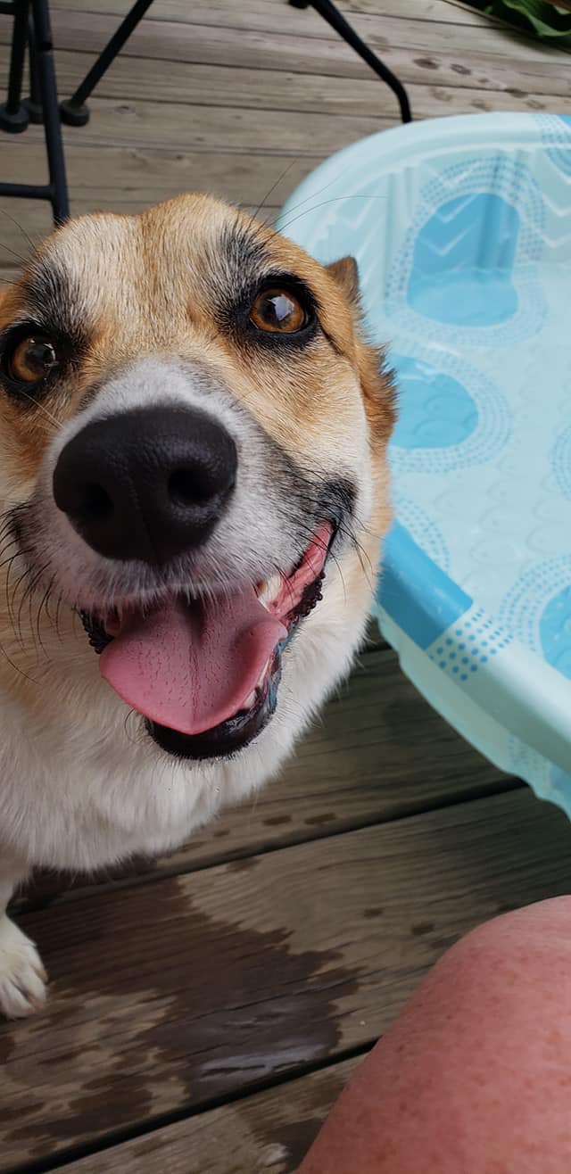 Dixie Corgi dog in Highlands Ranch, dog walk dog walking dog walker dog sitter