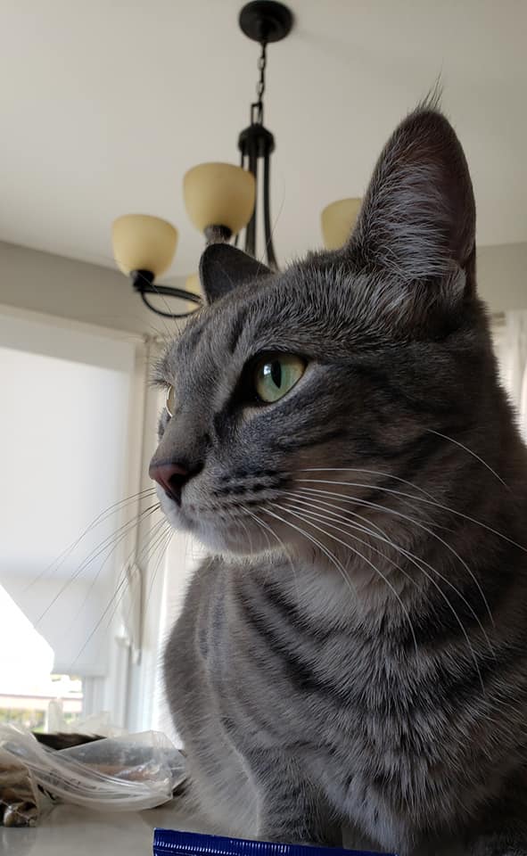 Pepperthe cat in Highlands Ranch. Cat sitter, Cat sitting, Pet sitter, Pet sitti