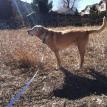 Brady yellow lab. senior care. 