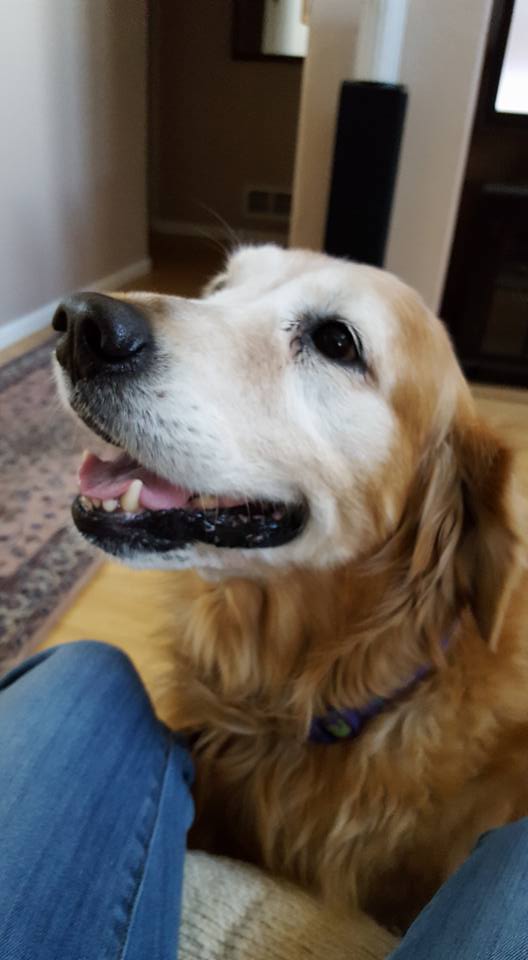 Dog sitting in Highlands Ranch