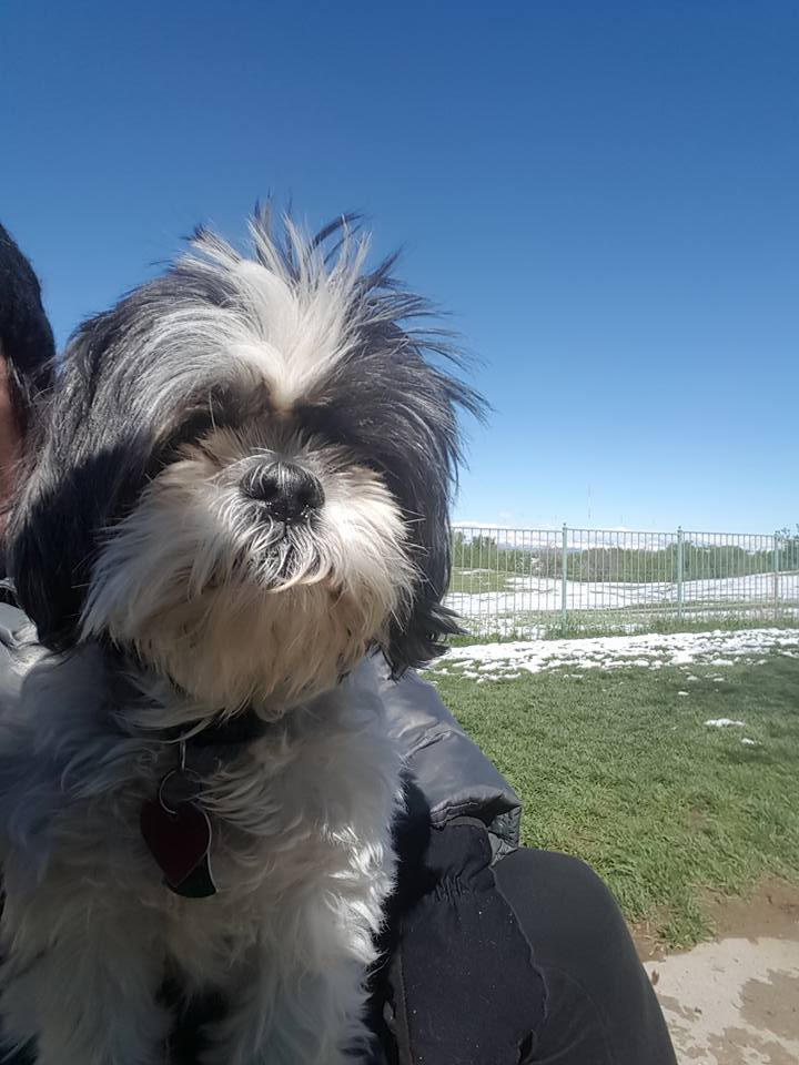 Indigo Pet Sitters Highlands Ranch Professional Pet sitting dog walking cat sit