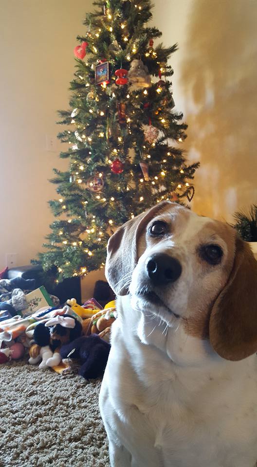 Indigo Pet Sitters Highlands Ranch Professional Pet sitting dog walking cat sit