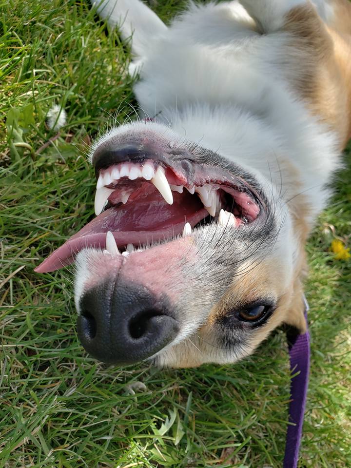 Dixie Corgi dog in Highlands Ranch, dog walk dog walking dog walker dog sitter