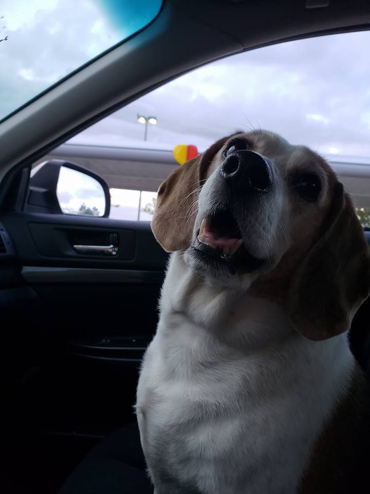 Indigo Pet Sitters Highlands Ranch Professional Pet sitting dog walking cat sit