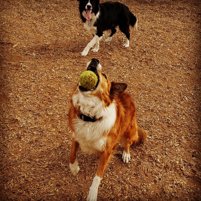 DTC dog walking. dog walker.