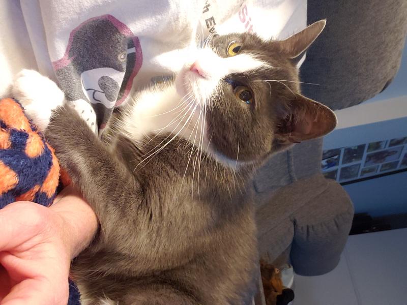 LC. Diebetes insulin injections 