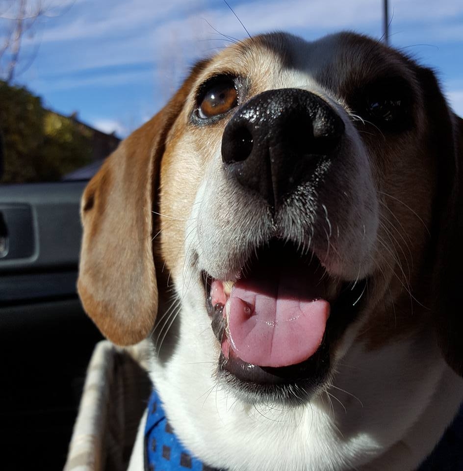 In Loving Memory of My Marley