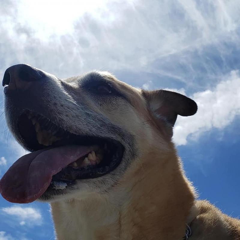 Apple Highlands Ranch Pet sitting dog walking 