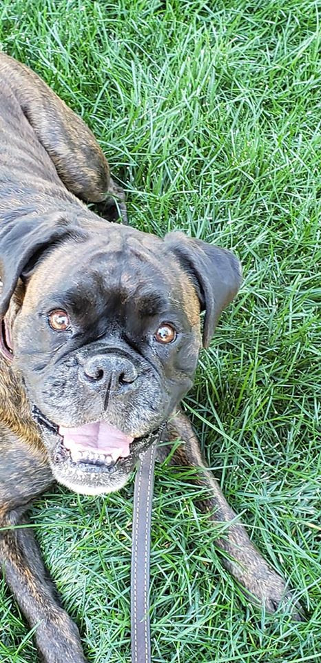 Boxer Hazel pet sitter Denver