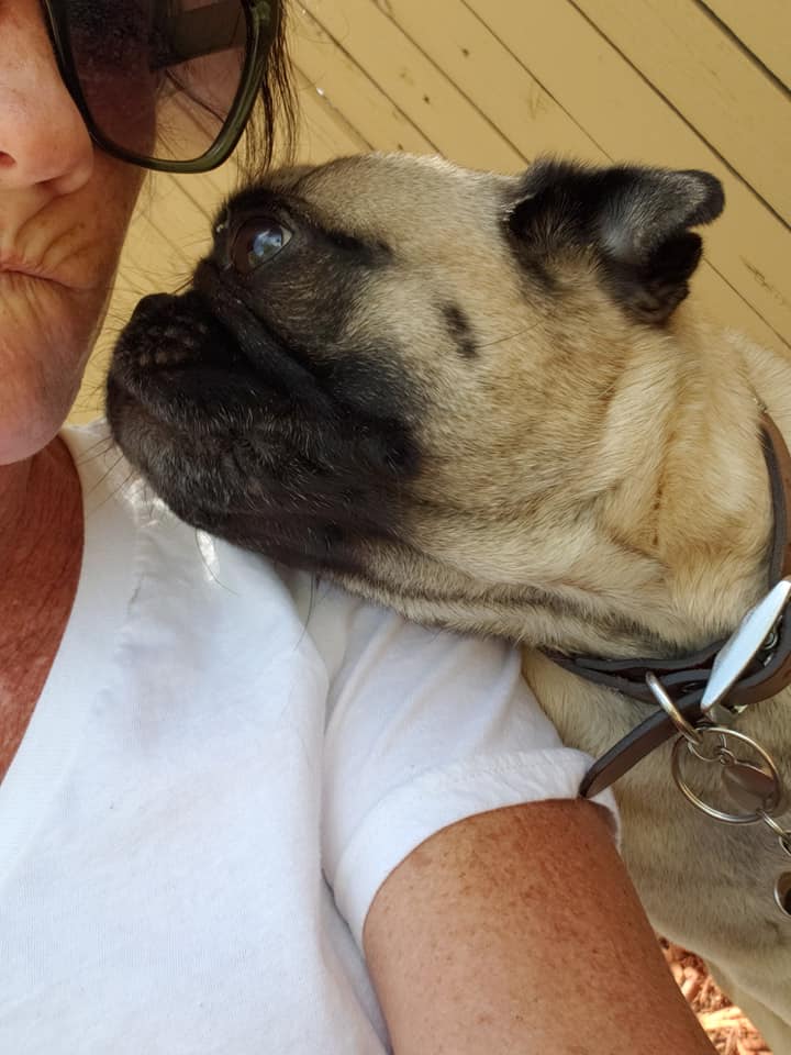 JJ Pug Pet sitting Dog walking Highlands Ranch