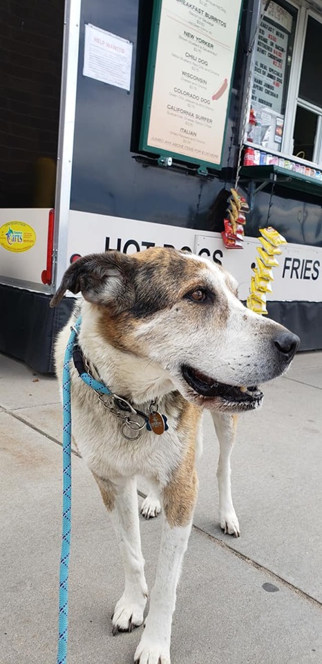 Scooter hound dog Highlands Ranch pet sitting dog walking