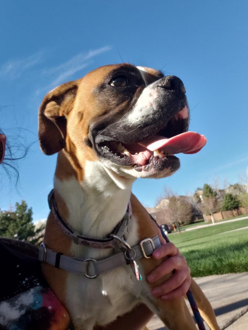 Indigo Pet Sitters. Profesional Pet Sitter. Professional Dog walker. Cat sitter.