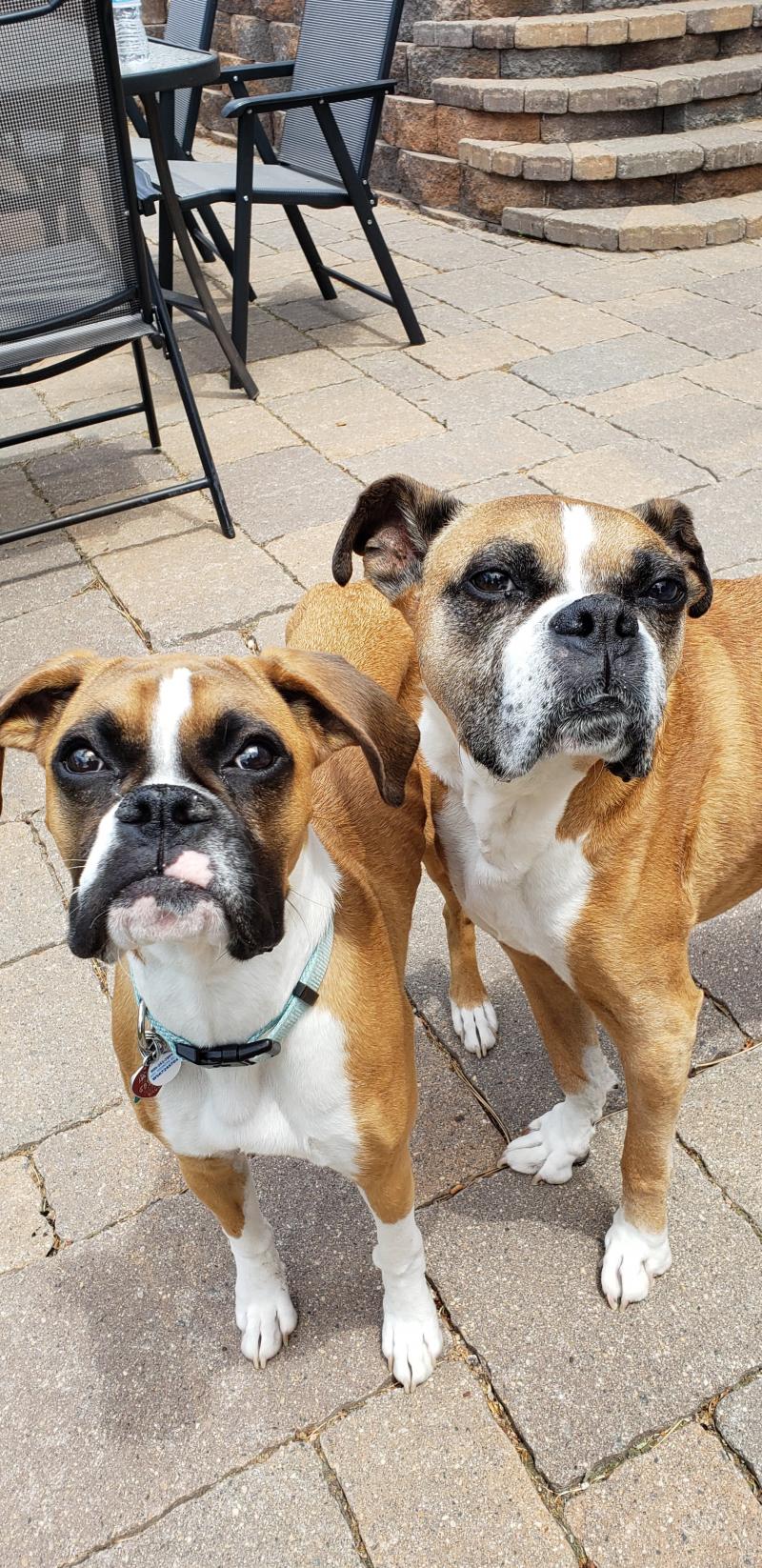 Indigo Pet Sitters. Profesional Pet Sitter. Professional Dog walker. Cat sitter.