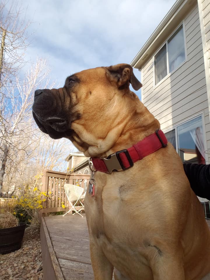 Zues pet sitter Pet Sitting Bull Mastif 